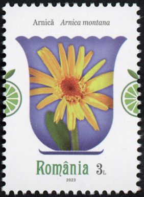 Mountain Arnica (Arnica montana)