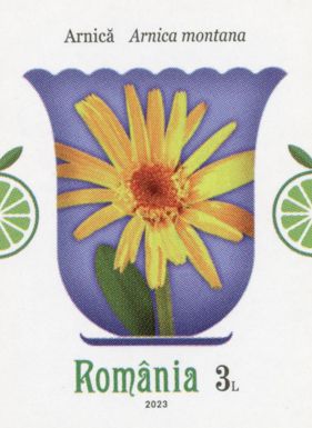 Mountain Arnica (Arnica montana)