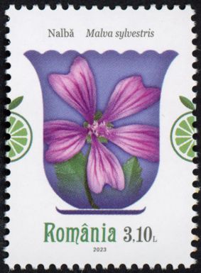 Common Mallow (Malva sylvestris)
