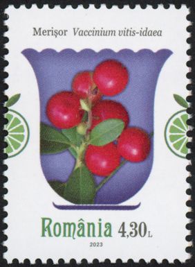 Lingonberry (Vaccinium vitis-idaea)