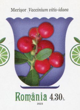 Lingonberry (Vaccinium vitis-idaea)