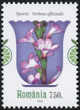 Verbena (Verbena officinalis)