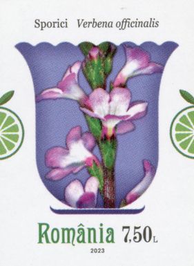 Verbena (Verbena officinalis)