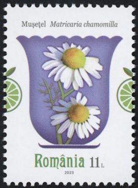 German Chamomile (Matricaria chamomilla)