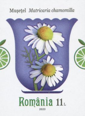 German Chamomile (Matricaria chamomilla)