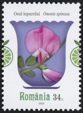Spiny Restharrow (Ononis spinosa)