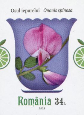 Spiny Restharrow (Ononis spinosa)