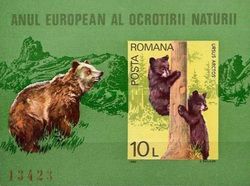Brown Bear (Ursus arctos)