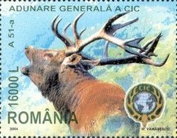 Red Deer (Cervus elaphus)