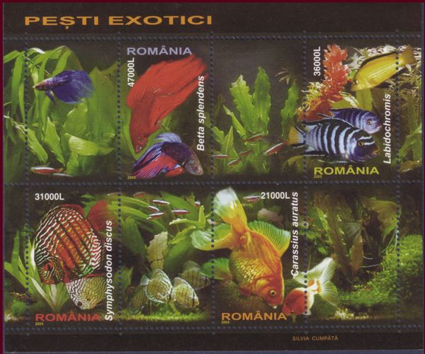 Exotic Fishes - 2005