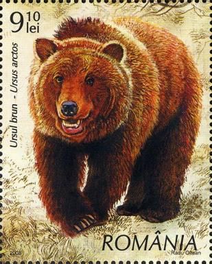 Brown Bear (Ursus arctos)
