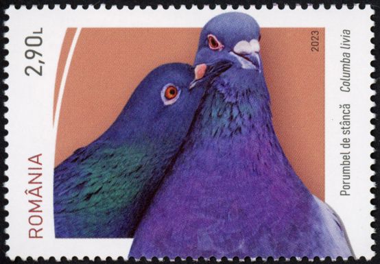 Pigeon (Columba livia)