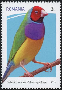 Gouldian Finch (Chloebia gouldiae)