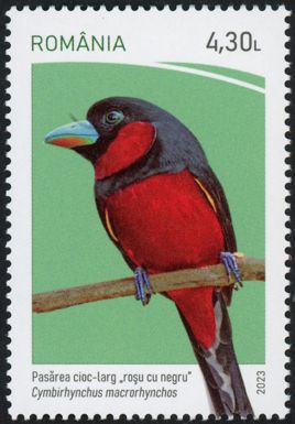 Black-and-Red Broadbill (Cymbirhynchus macrorhynchos)