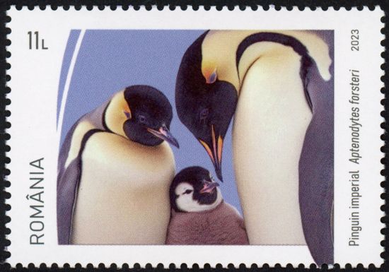 Emperor Penguin (Aptenodytes forsteri)