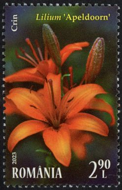 Lilium "Apeldoorn"