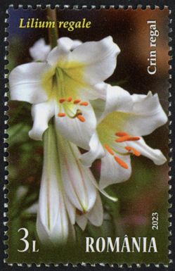 Regal Lily (Lilium regale)