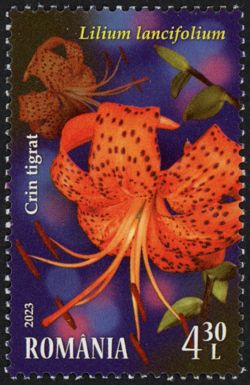 Tiger Lily (Lilium lancifolium)