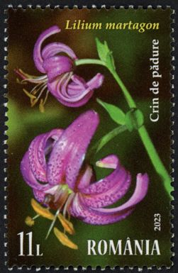 Turk's Cap Lily (Lilium martagon)