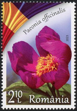 Common Peony (Paeonia officinalis)