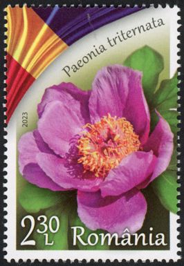 Peony (Paeonia triternata)