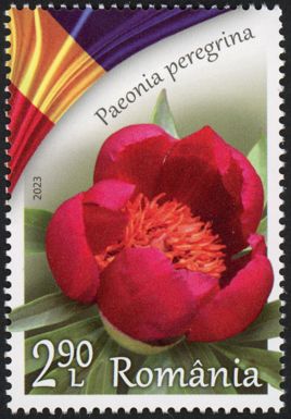 Forest Peony (Paeonia peregrina)