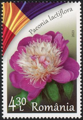Herbaceous Peony (Paeonia lactiflora)
