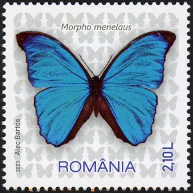 Menelaus Blue Morpho (Morpho menelaus)