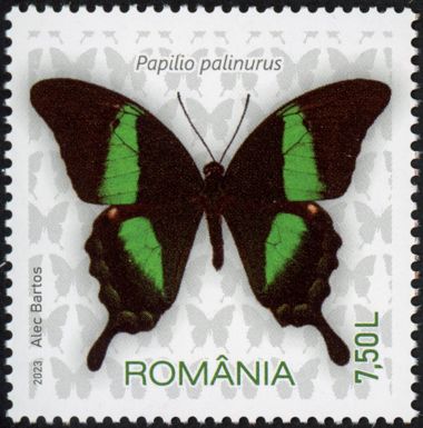 Emerald Swallowtail (Papilio palinurus)
