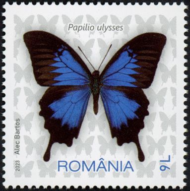 Ulysses Butterfly (Papilio ulysses)