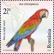Green-Winged Macaw (Ara chloropterus)
