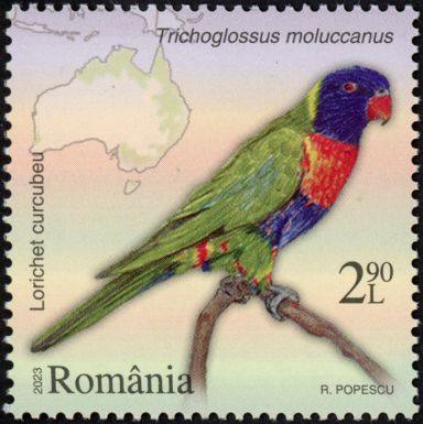 Multicolored Lorikeet (Trichoglossus moluccanus)