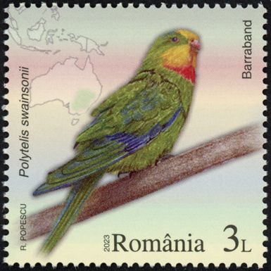 Superb Parrot (Polytelis swainsonii)