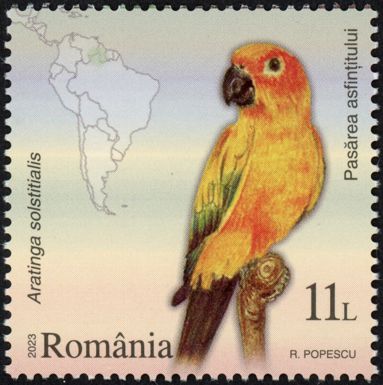 Sun Parakeet (Aratinga solstitialis)