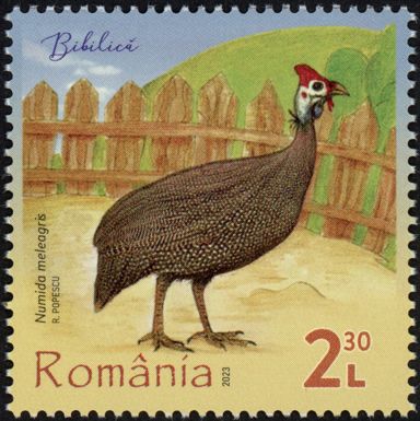 Helmeted Guineafowl (Numida meleagris)