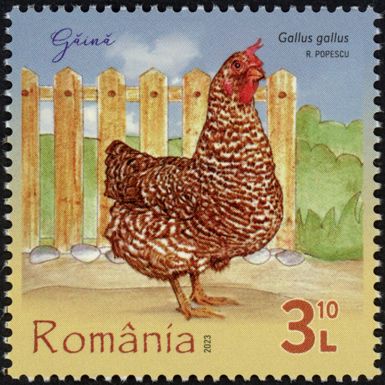 Chicken (Gallus gallus)
