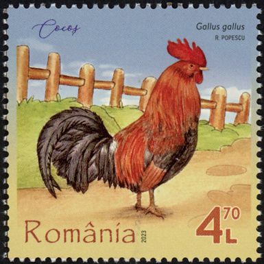 Rooster (Gallus gallus)
