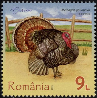Turkey (Meleagris gallopavo)