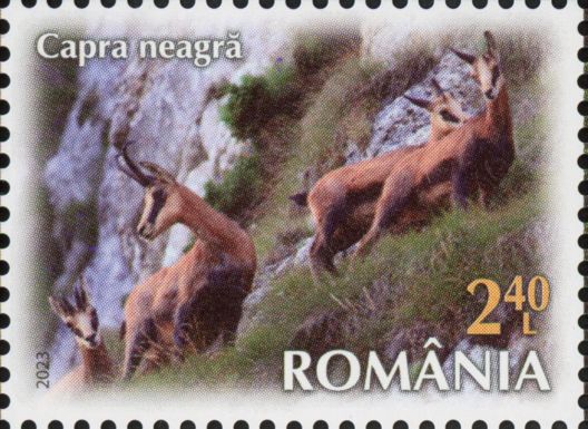 Chamois (Rupicapra rupicapra)