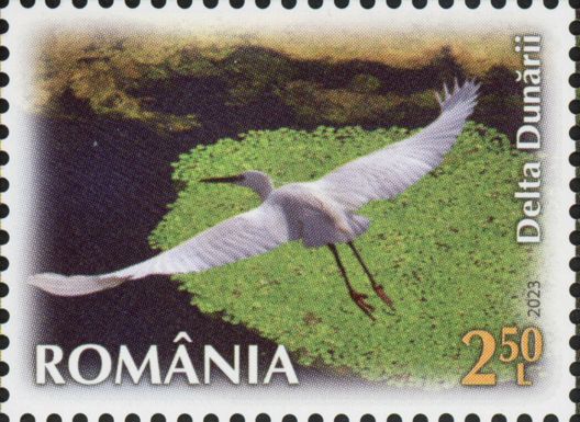 Little Egret (Egretta garzetta) in the Danube Delta