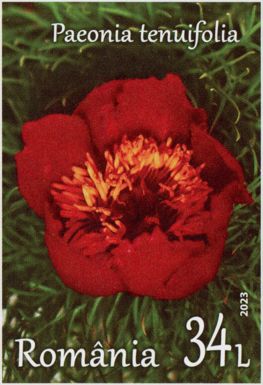 Fernleaf Peony (Paeonia tenuifolia)