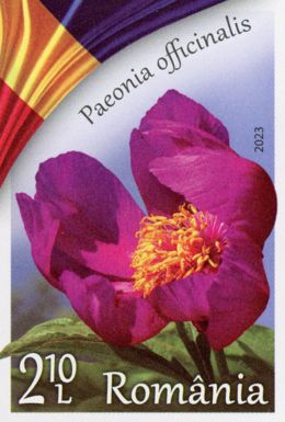 Common Peony (Paeonia officinalis)