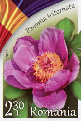 Peony (Paeonia triternata)