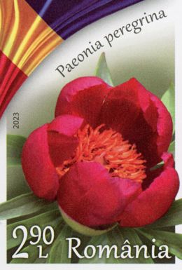 Forest Peony (Paeonia peregrina)