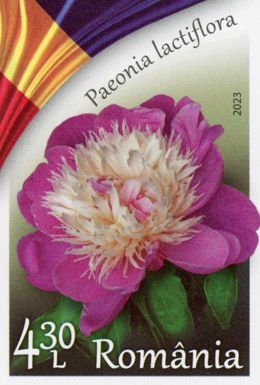 Herbaceous Peony (Paeonia lactiflora)