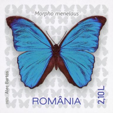 Menelaus Blue Morpho (Morpho menelaus)