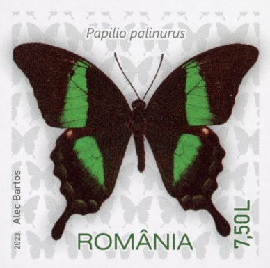 Emerald Swallowtail (Papilio palinurus)