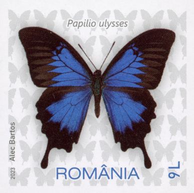 Ulysses Butterfly (Papilio ulysses)