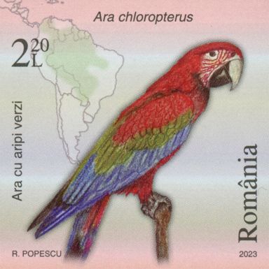 Green-Winged Macaw (Ara chloropterus)