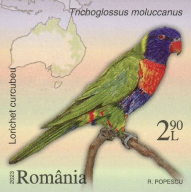 Multicolored Lorikeet (Trichoglossus moluccanus)